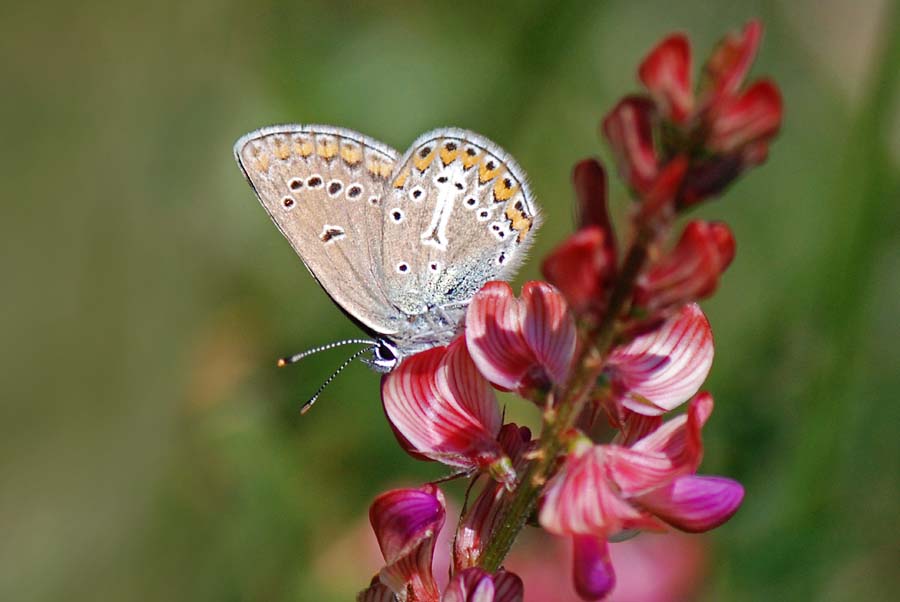 Lycaenidae da ID.